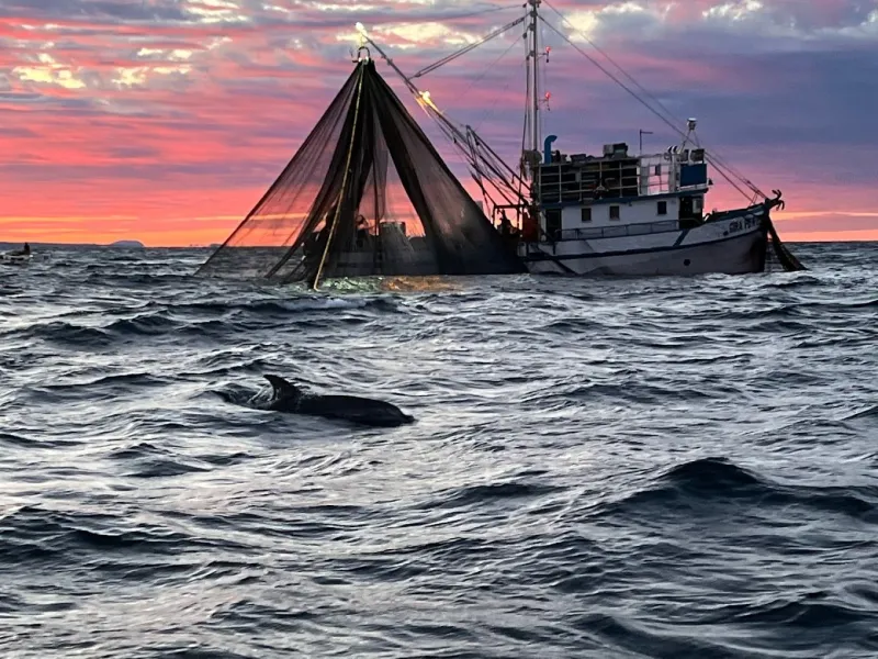 Sunrise dolphin watching i ribari na djelu – izlet gliserom