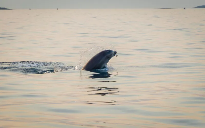 Delfintour bei Sonnenuntergang – Schnellboot-Tour