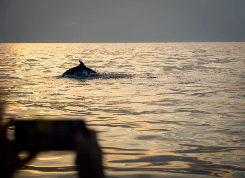 Delfintour bei Sonnenuntergang – Schnellboot-Tour