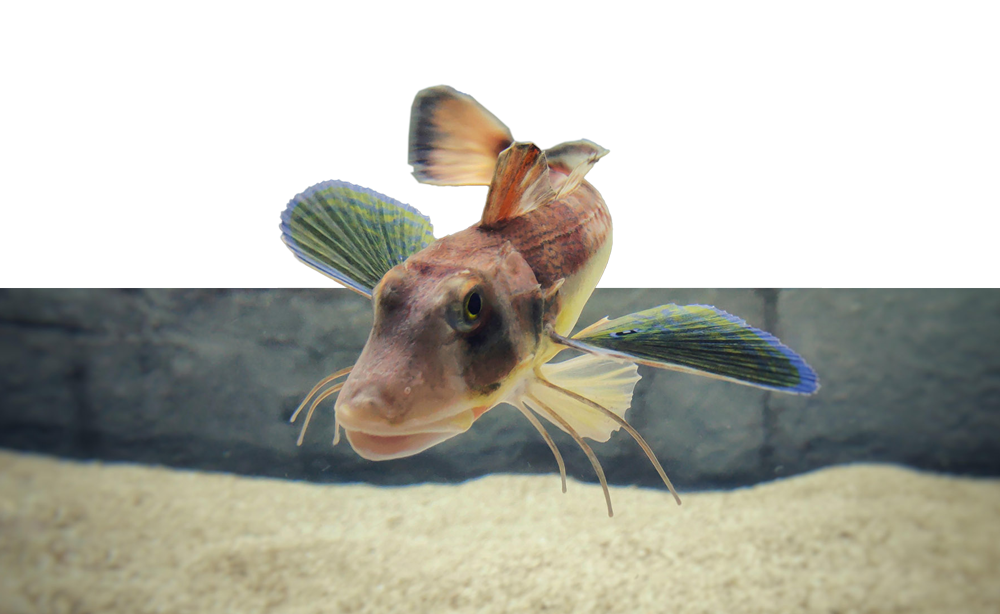 Photo inspiration: The Sandy Sea Floor Photo Inspiration
