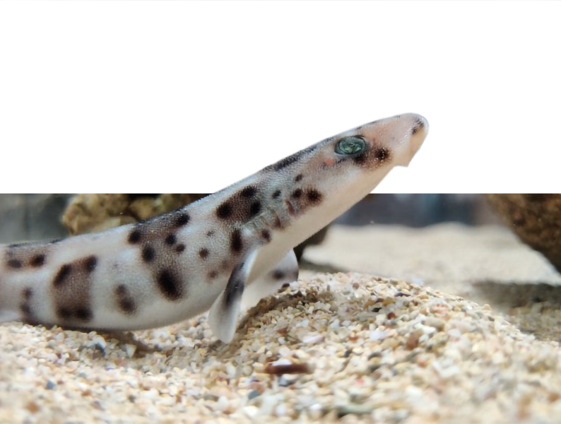 Curated visual reference: Fresh Look at The Sandy Sea Floor