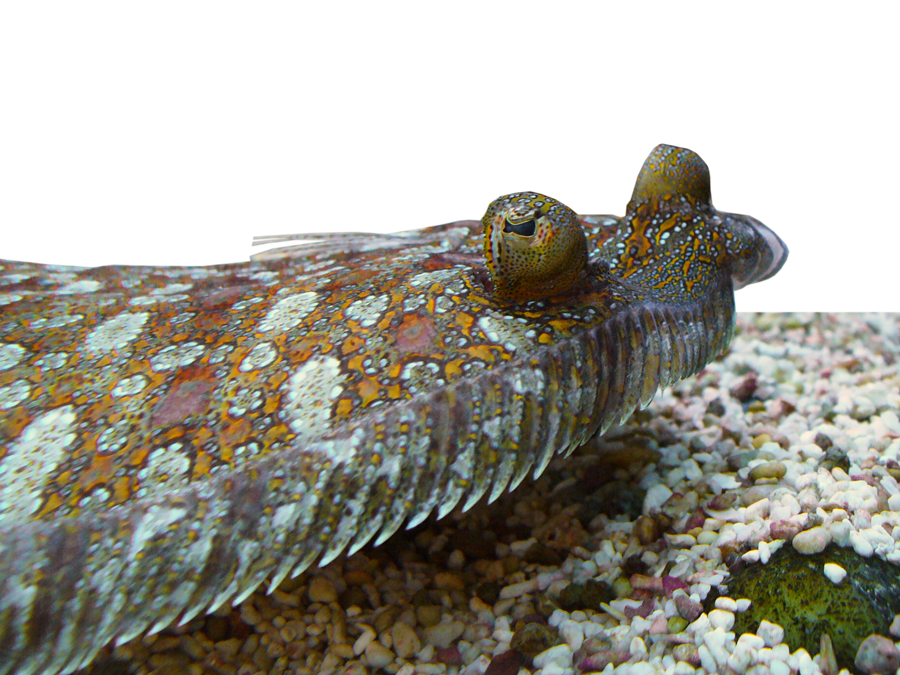 Picture Idea: The Sandy Sea Floor