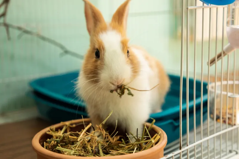 Pipi Rabit Hrana za male životinje | Zoo centar Pipi